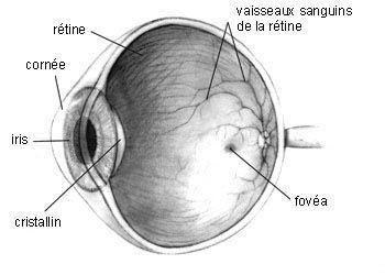 oeil-fovea