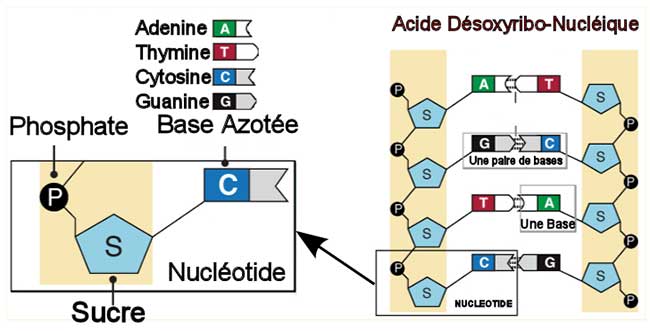 molécules nucleotide
